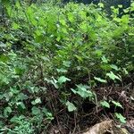 Rubus alceifolius Leaf