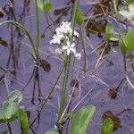 Menyanthes trifoliata Autre