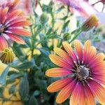 Osteospermum ecklonisBlomma