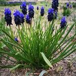 Muscari neglectumVirág