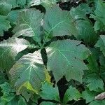 Rodgersia podophylla 形態