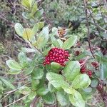 Psorospermum febrifugum Frucht