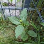 Heliopsis helianthoidesLehti