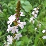 Verbena officinalisFlower