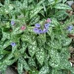 Pulmonaria saccharata ശീലം