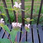 Phlomis tuberosa Flower