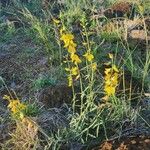Crotalaria brevidens Hábito