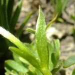 Ranunculus breyninus Altres