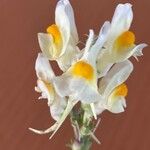 Linaria vulgaris Blomma