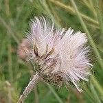 Tyrimnus leucographus Flower