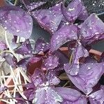 Oxalis triangularis 葉