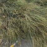 Ephedra distachya Агульны выгляд