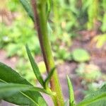 Xerochrysum bracteatum چھال