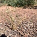 Bassia hyssopifolia 形态