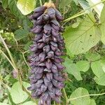 Mucuna pruriens Квітка