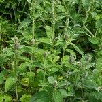 Stachys alpina Агульны выгляд