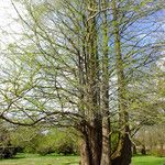 Metasequoia glyptostroboides অভ্যাস