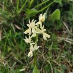 Orchis provincialis Blodyn