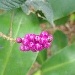 Lantana trifolia Fruit