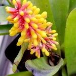 Aechmea caudata Blatt