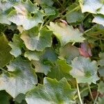 Campanula portenschlagiana Leaf