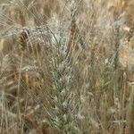 Triticum turgidumFruchs