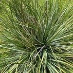 Agave striata Blatt