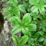 Alchemilla saxatilis Hoja