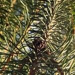 Picea breweriana Folha