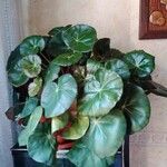 Begonia erythrophylla Φύλλο