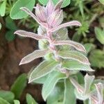 Nonea vesicaria Hoja
