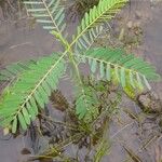 Sesbania herbacea ഇല