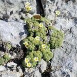 Saxifraga squarrosa Floare