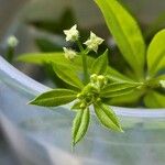 Galium triflorum Цветок