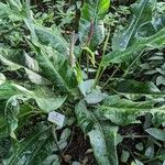 Anthurium martianum Habitus