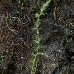 Utricularia minor Іншае