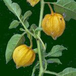 Physalis viscosa Frucht