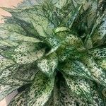 Aglaonema costatum Blatt