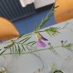 Vicia peregrina Flor