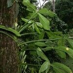 Syngonium macrophyllum Otro