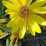 Helianthus × laetiflorus Flower