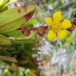 Hibbertia trachyphyllaÕis