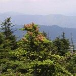 Abies fraseri Dalc'h