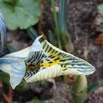 Iris reticulata Flor