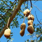 Tamarindus indica Fruit