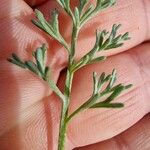 Artemisia caerulescens Hoja