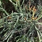 Euphorbia fiherenensis पत्ता