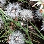 Hieracium maculatum Fruchs