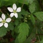 Rubus ursinus 花