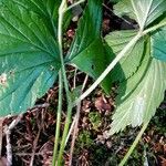 Rubus saxatilis Casca